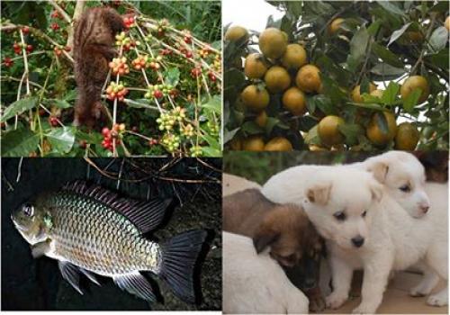 Biodiversity